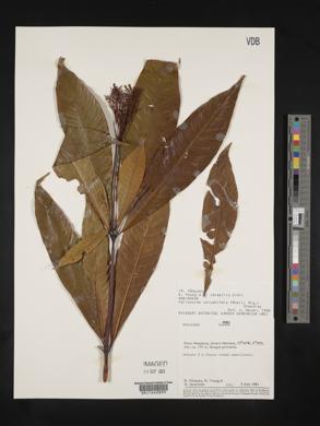 Palicourea corymbifera image
