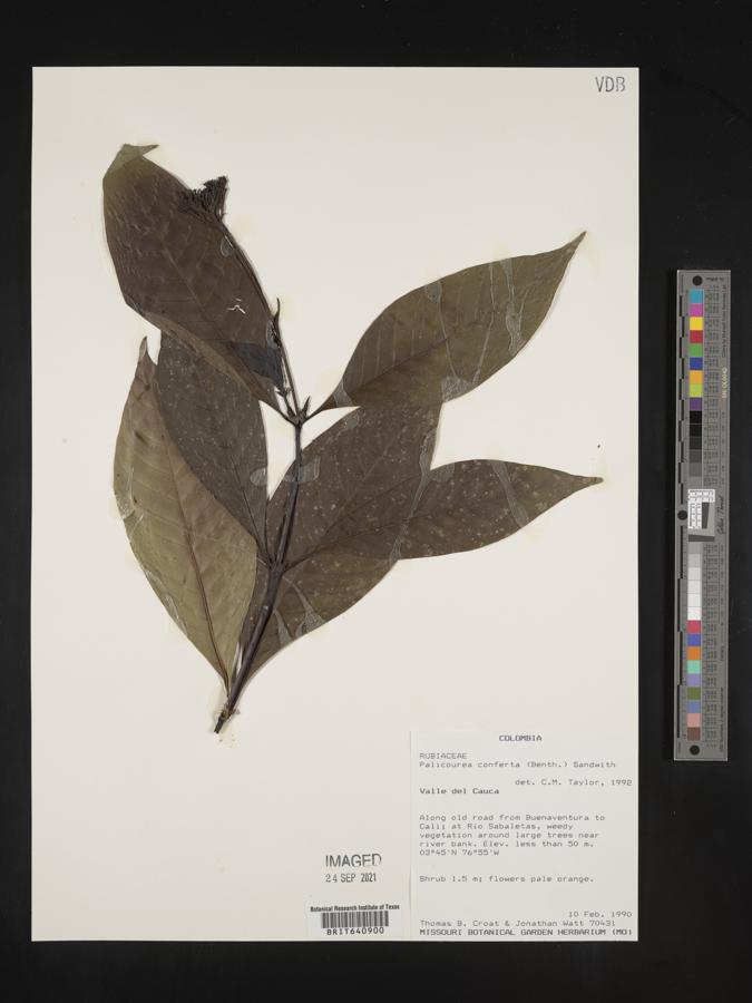 Palicourea conferta image