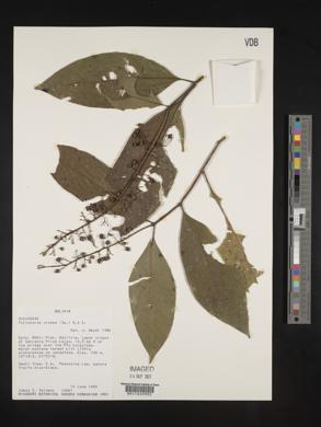 Palicourea crocea image
