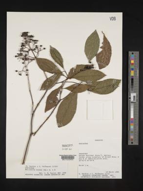 Palicourea crocea image