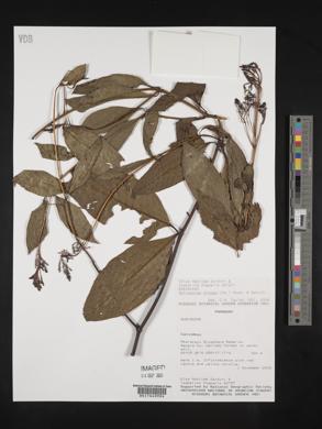Palicourea crocea image