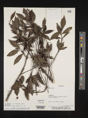 Palicourea crocea image