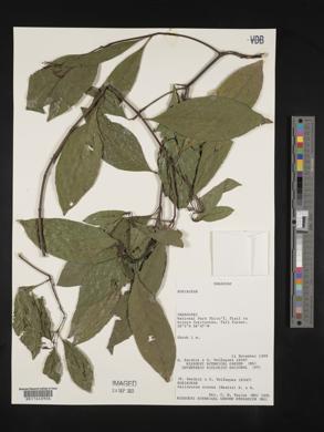 Palicourea crocea image