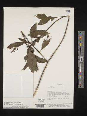 Palicourea crocea image