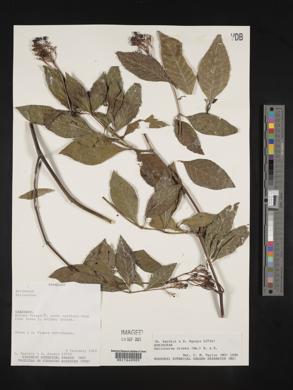 Palicourea crocea image