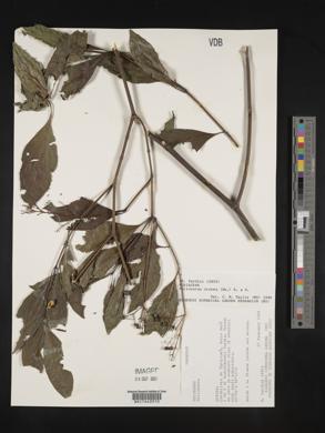Palicourea crocea image
