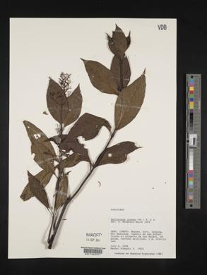 Palicourea crocea image