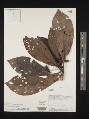 Pagamea guianensis image