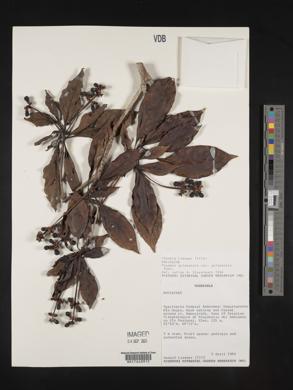 Pagamea guianensis image