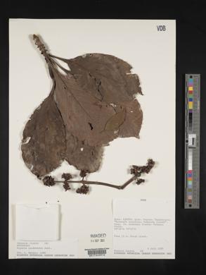 Pagamea guianensis image