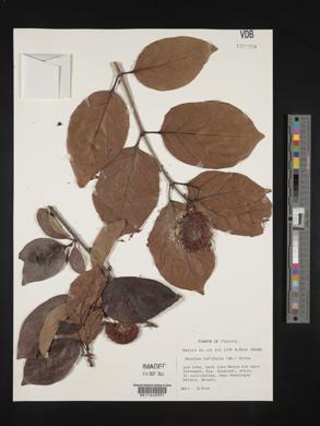 Nauclea latifolia image