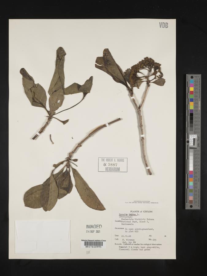 Pavetta indica image