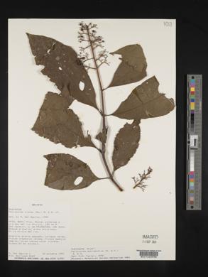 Palicourea crocea image