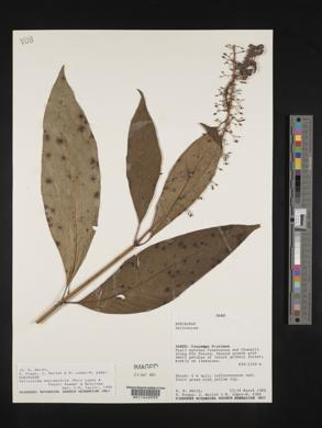 Palicourea macrobotrys image