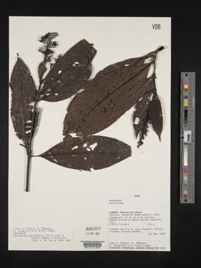 Palicourea macrobotrys image