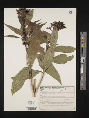 Palicourea marcgravii image