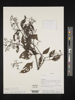 Palicourea nigricans image