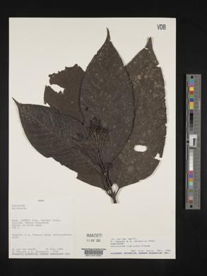 Palicourea nigricans image