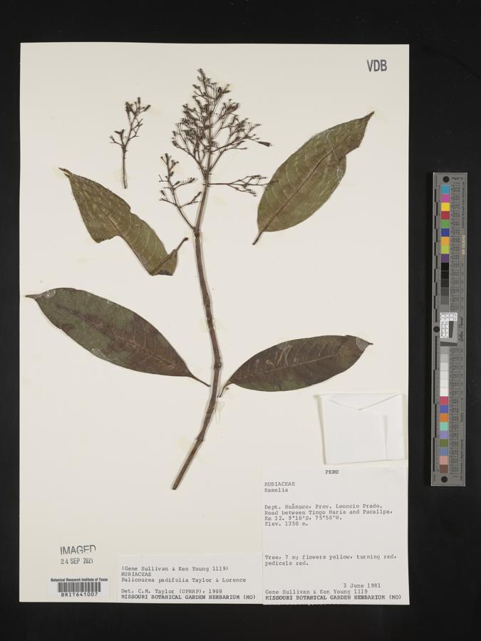 Palicourea padifolia image