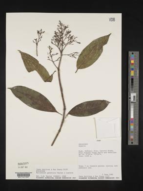 Palicourea padifolia image