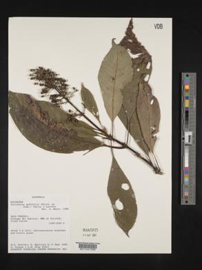 Palicourea padifolia image