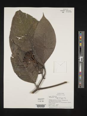 Palicourea punicea image
