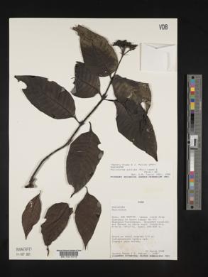 Palicourea punicea image
