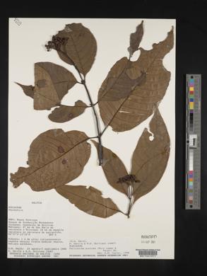 Palicourea punicea image
