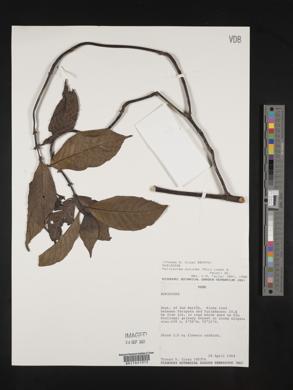 Palicourea punicea image