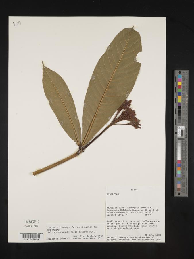 Palicourea quadrifolia image