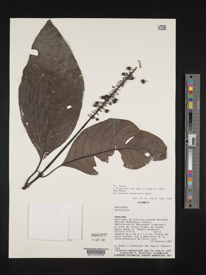Palicourea subspicata image