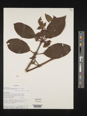 Palicourea standleyana image