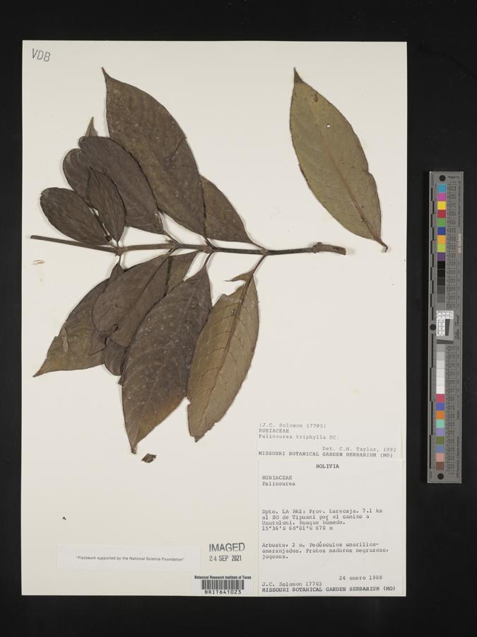 Palicourea triphylla image