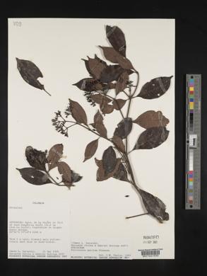 Palicourea garciae image