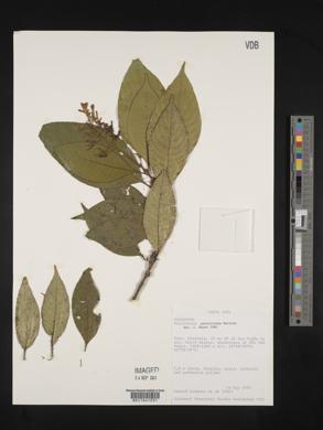 Psychotria galeottiana image