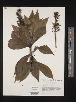 Psychotria galeottiana image
