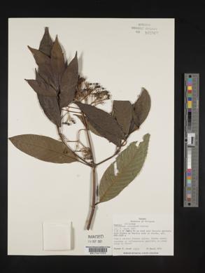 Psychotria galeottiana image