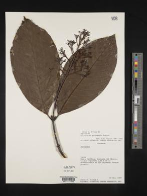 Palicourea guianensis image