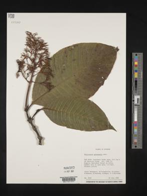 Palicourea guianensis image