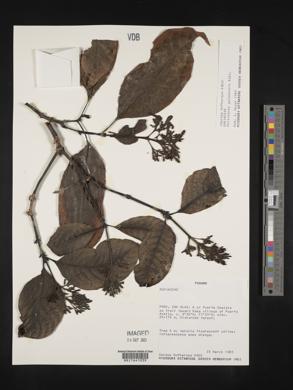 Palicourea guianensis image