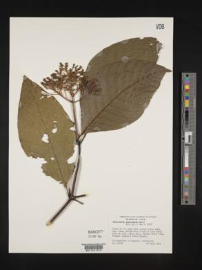Palicourea guianensis image