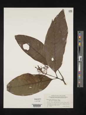 Palicourea guianensis image