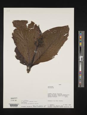 Palicourea guianensis image
