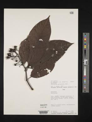 Palicourea guianensis image