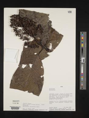 Palicourea guianensis image