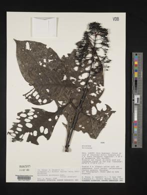 Palicourea guianensis image