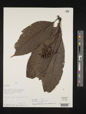 Palicourea guianensis image