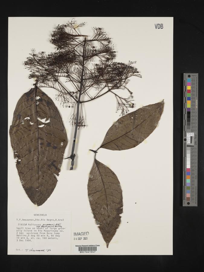 Palicourea guianensis subsp. barbinervia image