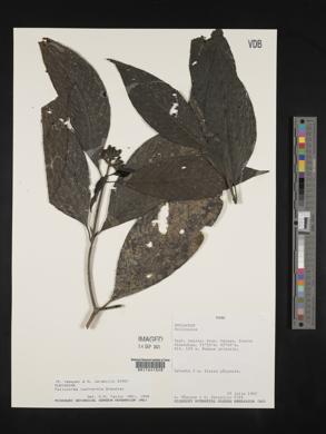 Palicourea lachnantha image