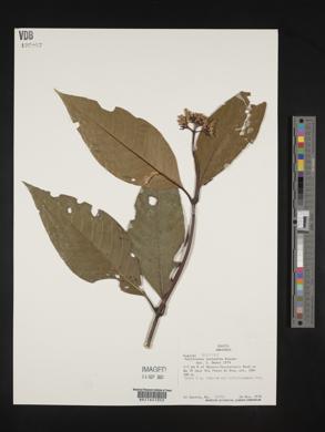 Palicourea lasiantha image